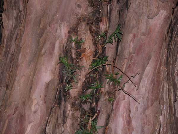 taxus baccata 02