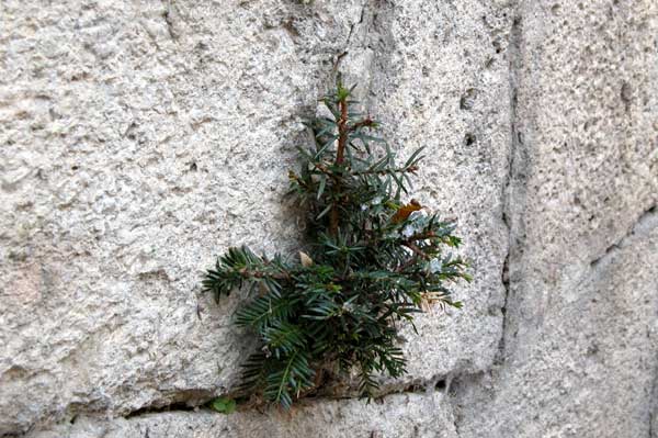 taxus baccata 04