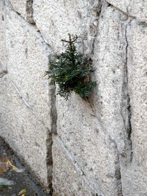 taxus baccata 05