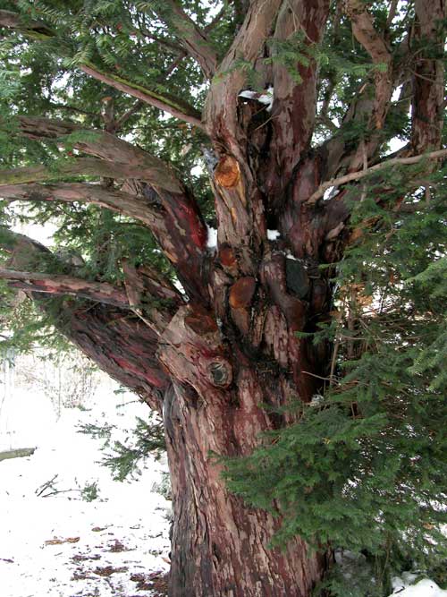taxus baccata 06