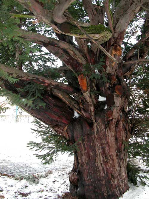taxus baccata 07