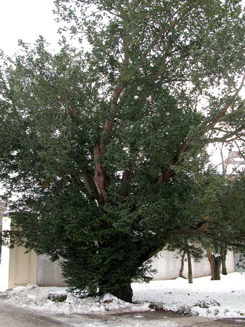 taxus baccata 08