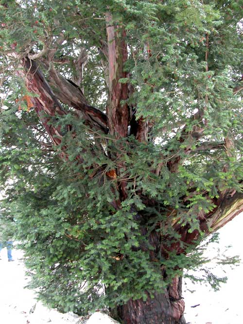 taxus baccata 09