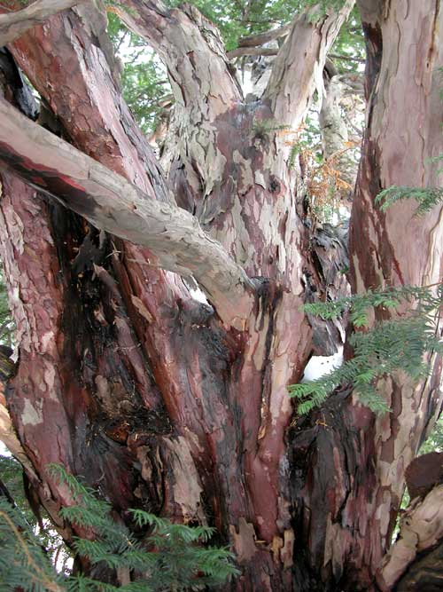 taxus baccata 10