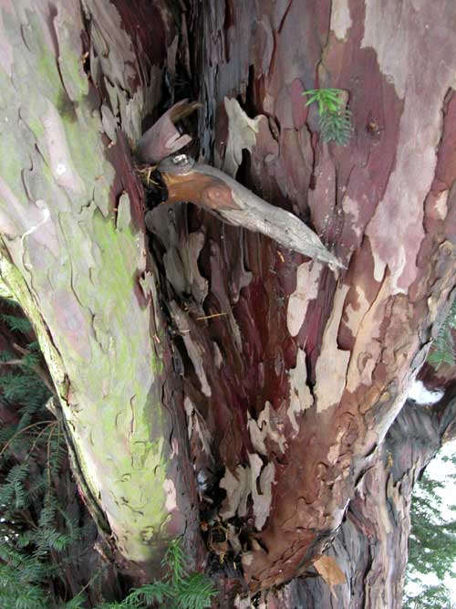 taxus baccata 12