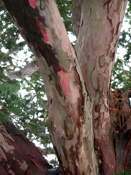 taxus baccata 13