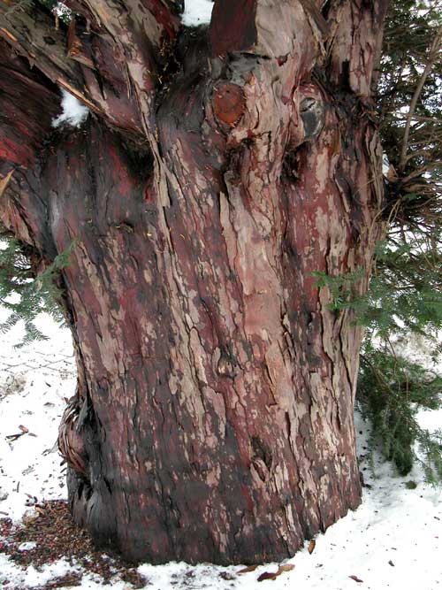 taxus baccata 15