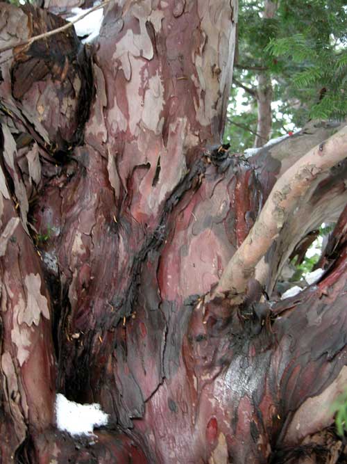 taxus baccata 16