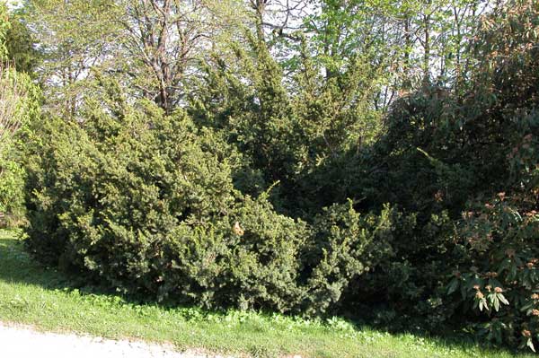 taxus cuspidata 01