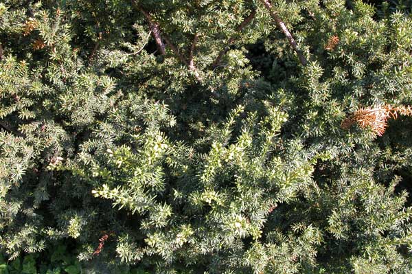 taxus cuspidata 02