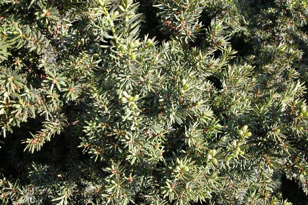 taxus cuspidata 03
