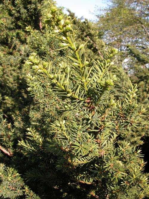 taxus cuspidata 04