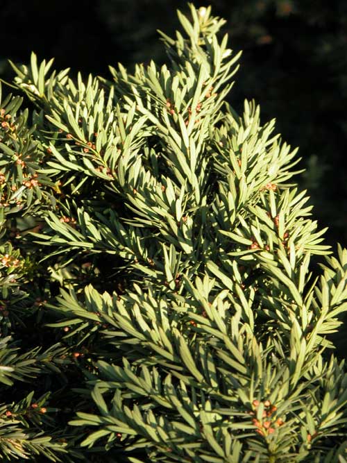 taxus cuspidata 05
