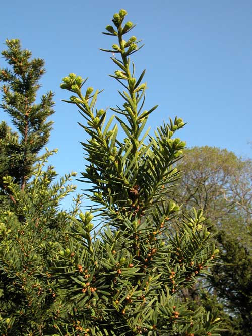 taxus cuspidata 06