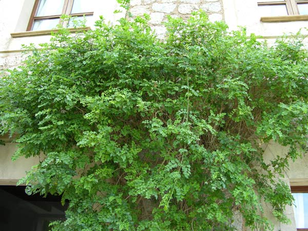 tecoma capensis 01