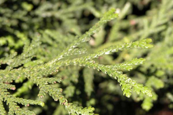 thujopsis dolabrata 03