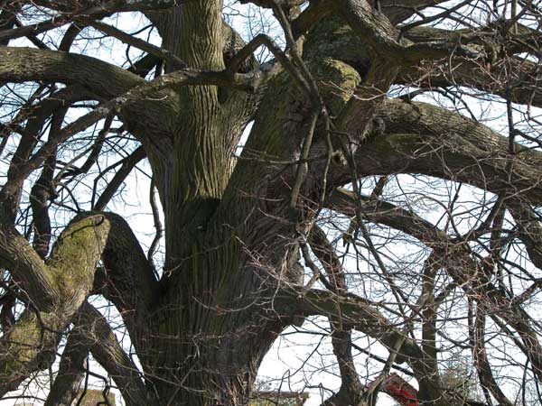 tilia sp krustetten 01