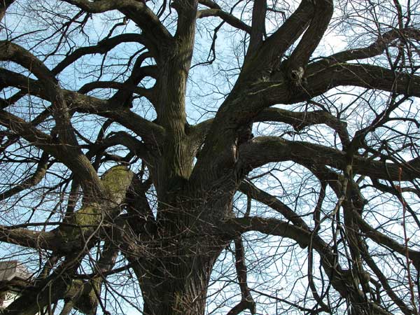 tilia sp krustetten 02