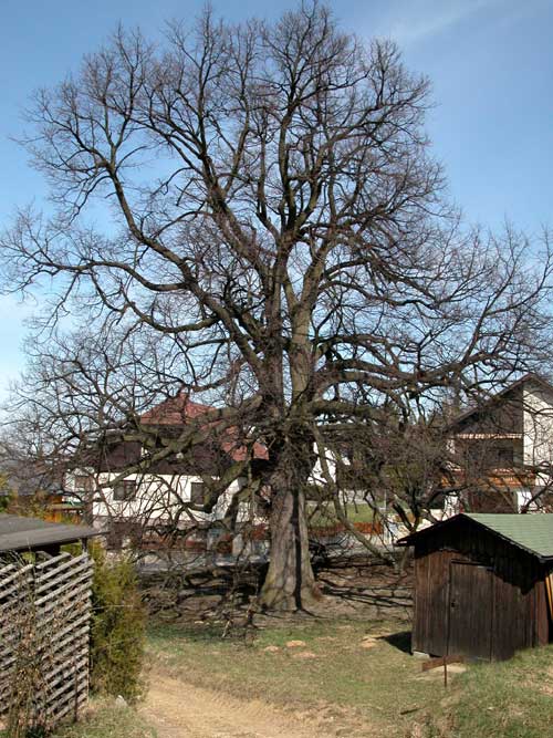 tilia sp krustetten 03