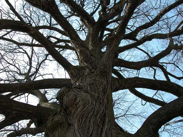tilia sp krustetten 04