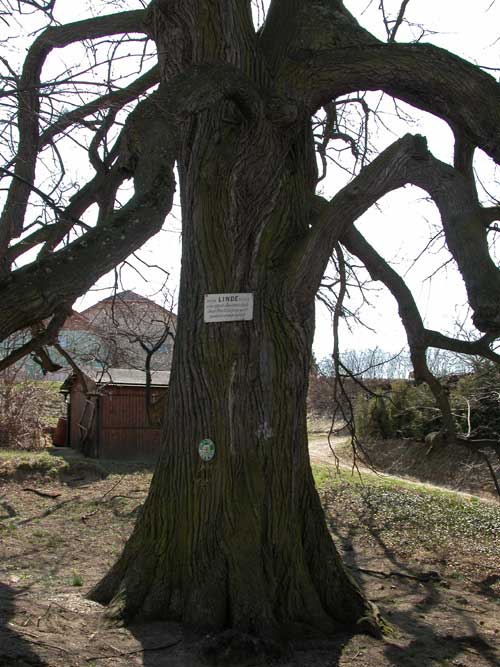 tilia sp krustetten 05