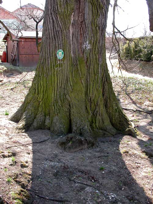 tilia sp krustetten 06