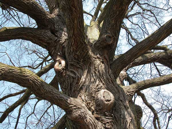 tilia sp krustetten 07