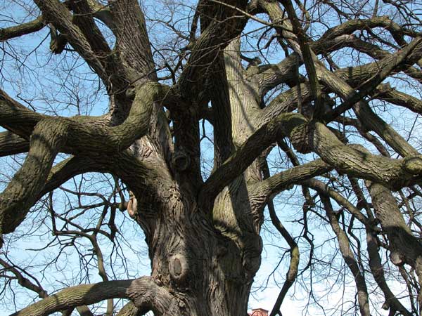 tilia sp krustetten 08