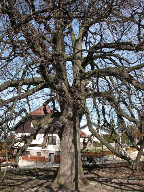 tilia sp krustetten 09