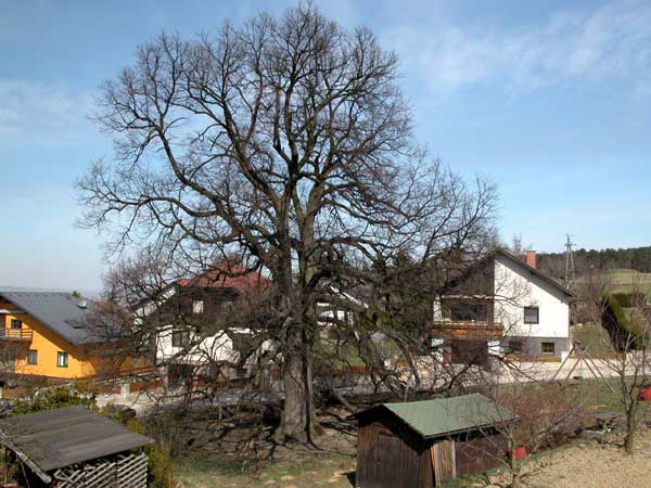 tilia sp krustetten 10