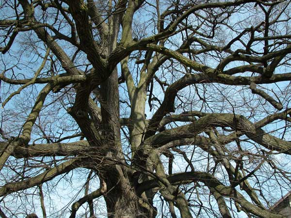 tilia sp krustetten 11