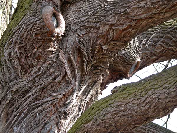 tilia sp krustetten 12