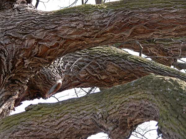 tilia sp krustetten 13
