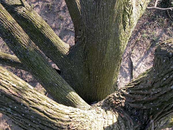 tilia sp krustetten 14