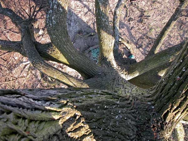 tilia sp krustetten 15