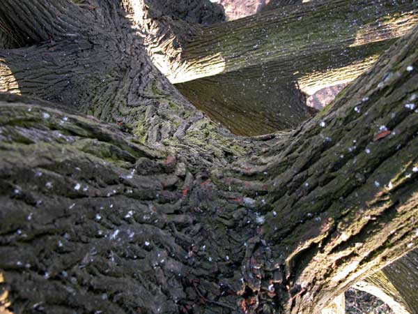 tilia sp krustetten 16