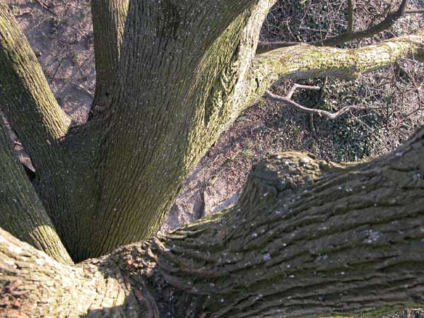 tilia sp krustetten 17