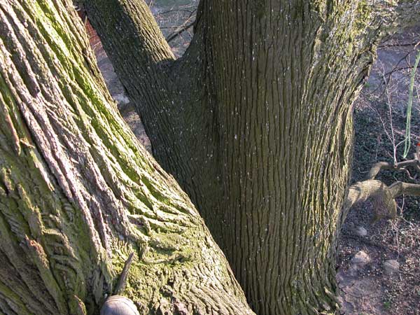 tilia sp krustetten 18