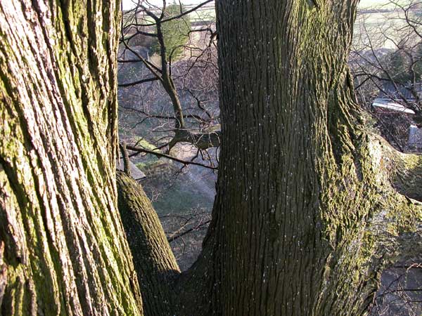 tilia sp krustetten 19
