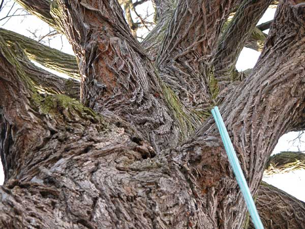 tilia sp krustetten 20