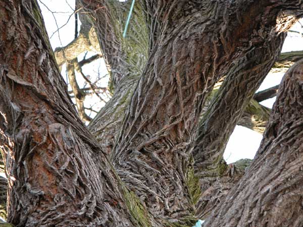 tilia sp krustetten 21