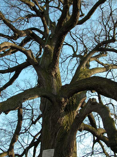 tilia sp krustetten 22