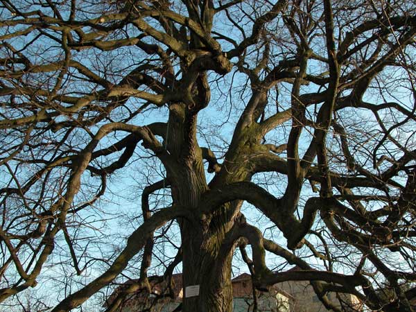 tilia sp krustetten 23
