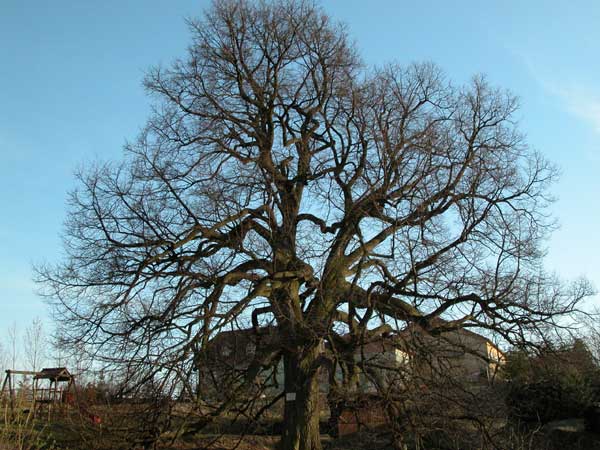 tilia sp krustetten 24