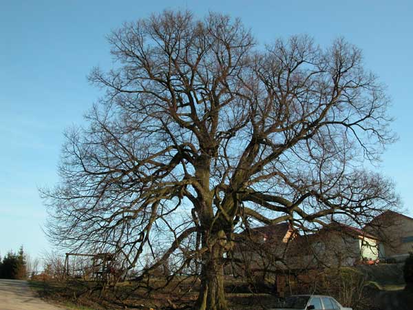 tilia sp krustetten 25