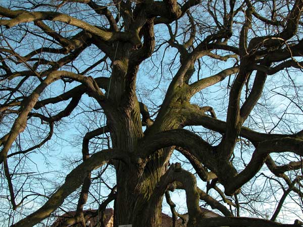 tilia sp krustetten 26
