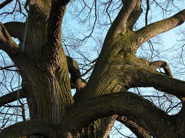 tilia sp krustetten 27