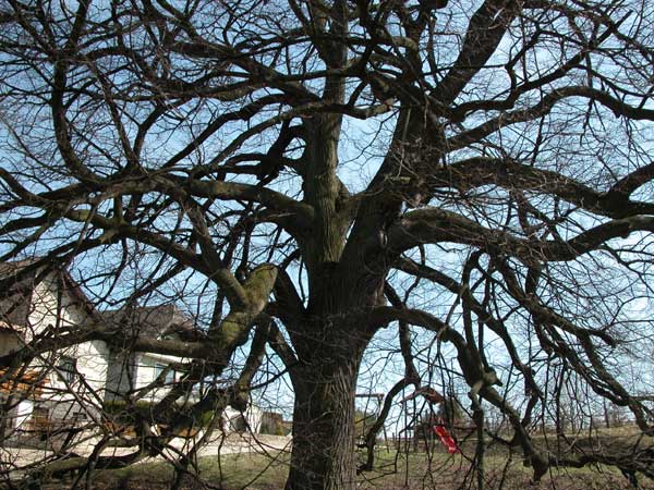 tilia sp krustetten 28