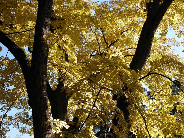 tilia sp 01