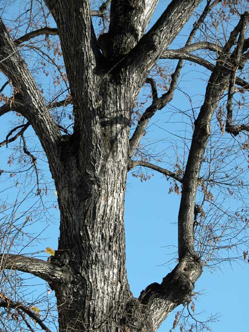 tilia sp 02